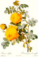Een van de werken van de Bloemenschilder